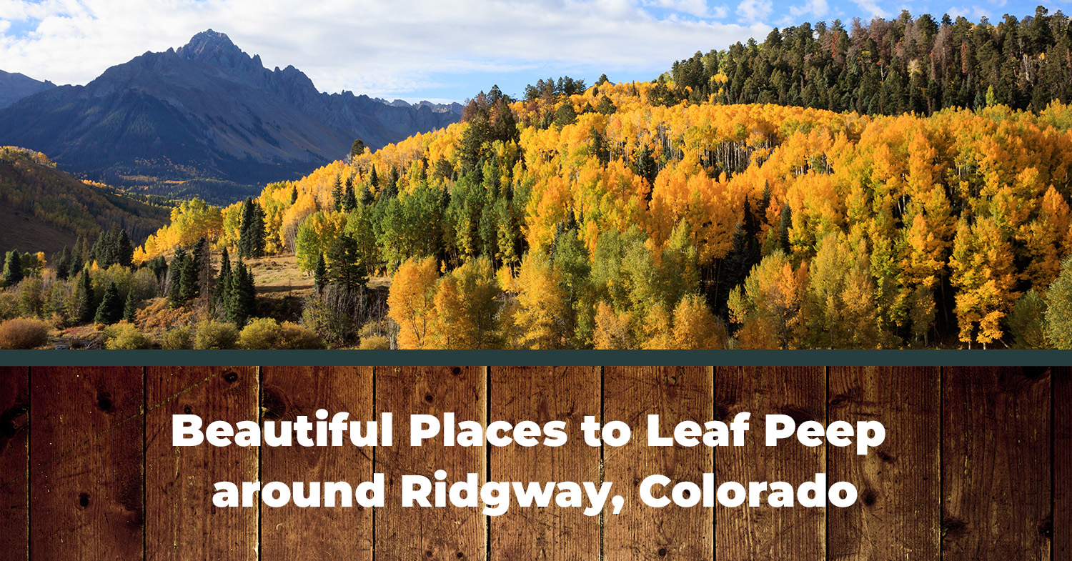 The Dallas Divide in the fall - the perfect place to leaf peep around Ridgway, Coorado!